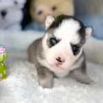 Dona chiot pomsky