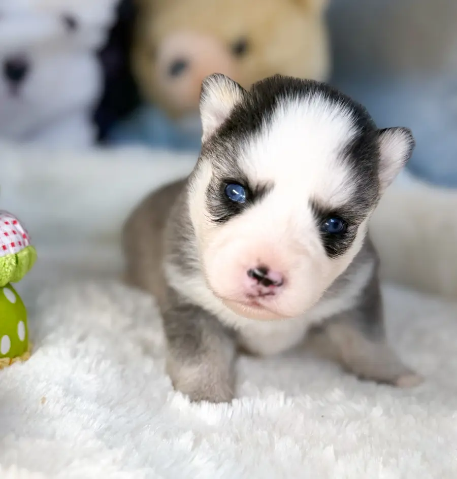 Dona chiot pomsky