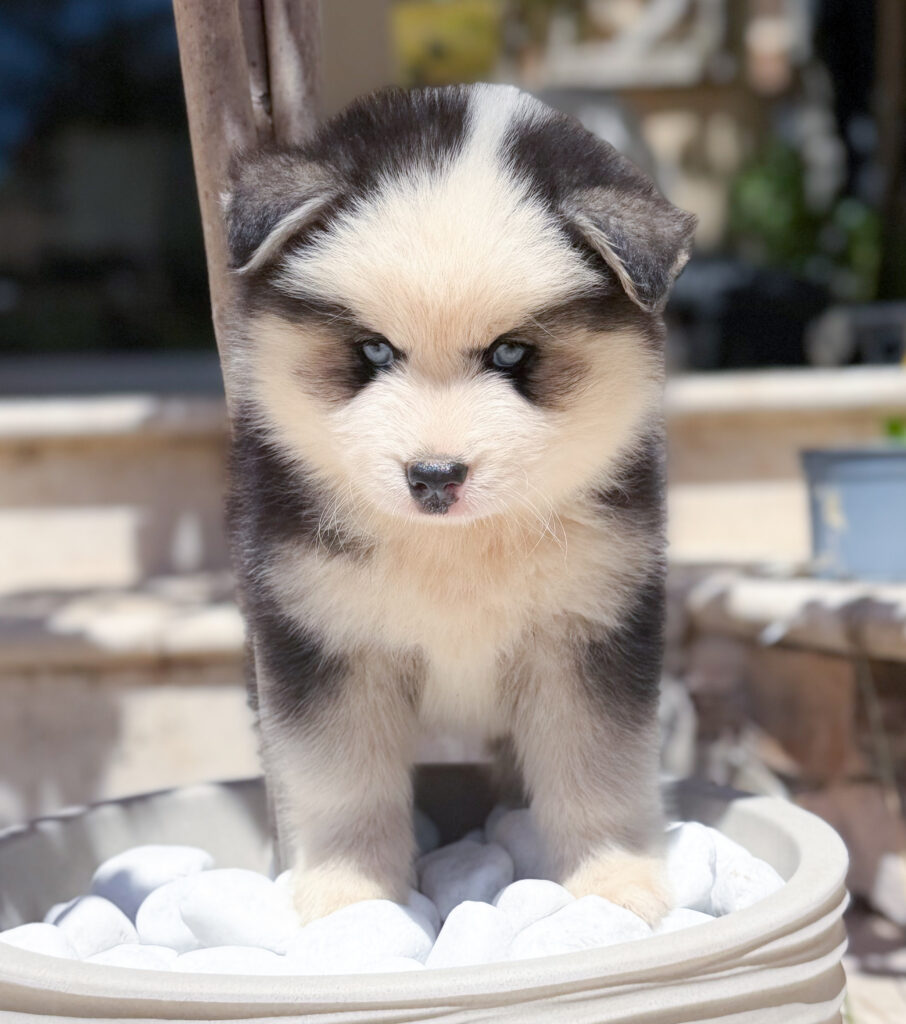chiot pomsky