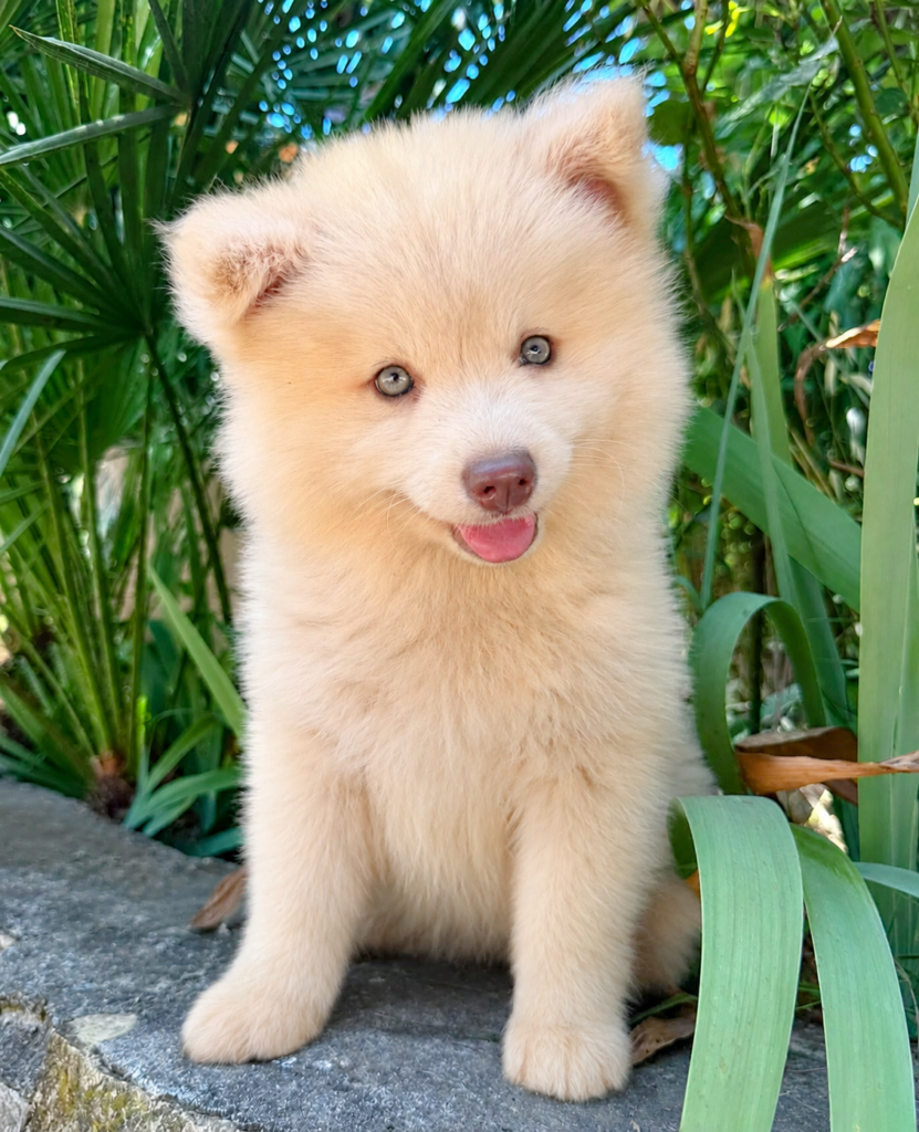 chiot pomsky