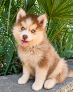chiot chocolat