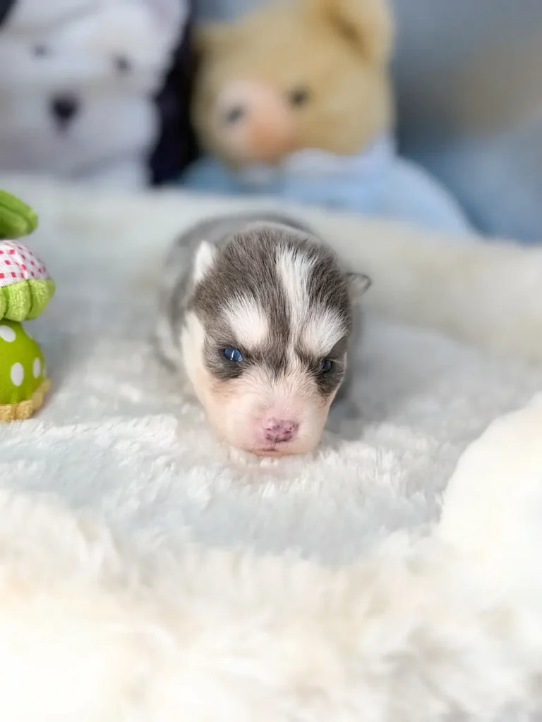 Rose chiot pomsky