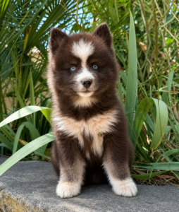 chiot yeux bleus