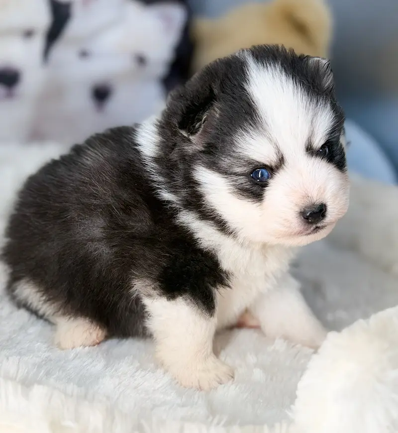floki chiot pomsky