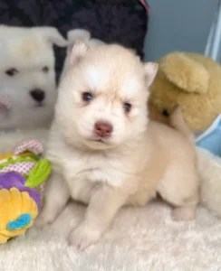 chiot sable pomsky