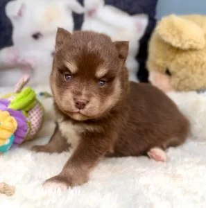 chiot pomsky rare