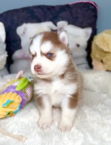chiot pomsky chocolat