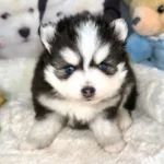 odin chiot