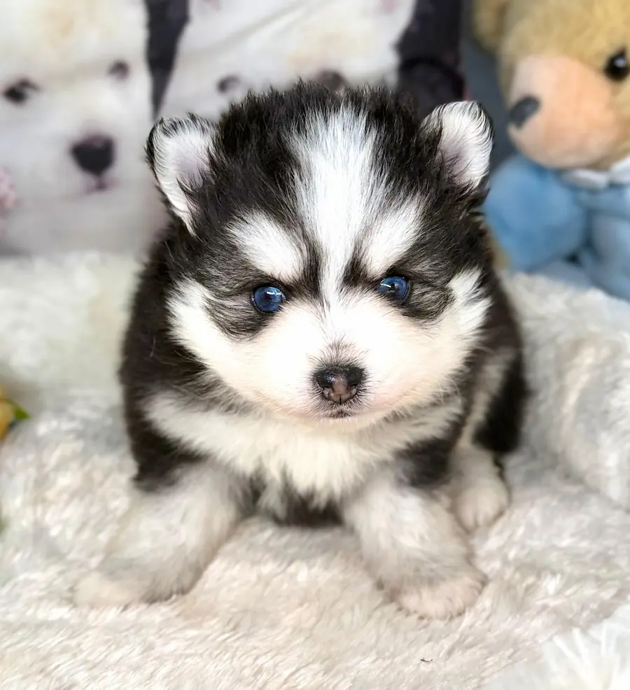 odin chiot