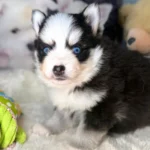 bjorn