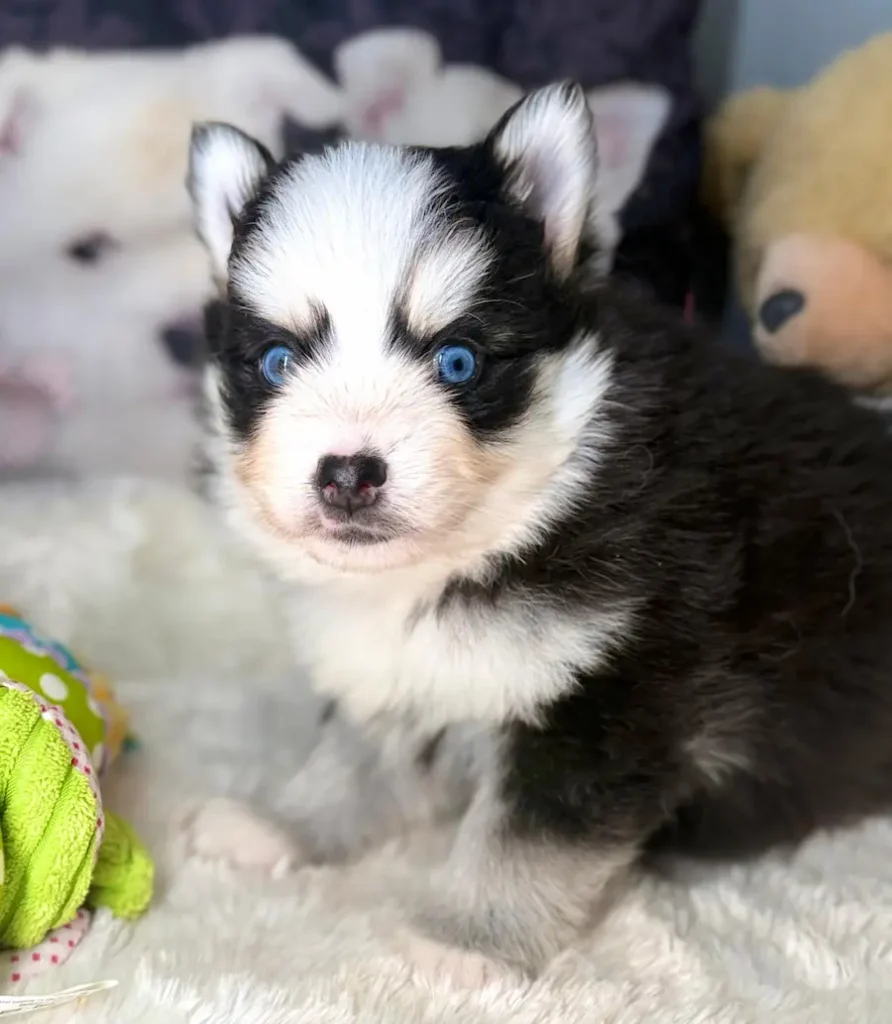 bjorn