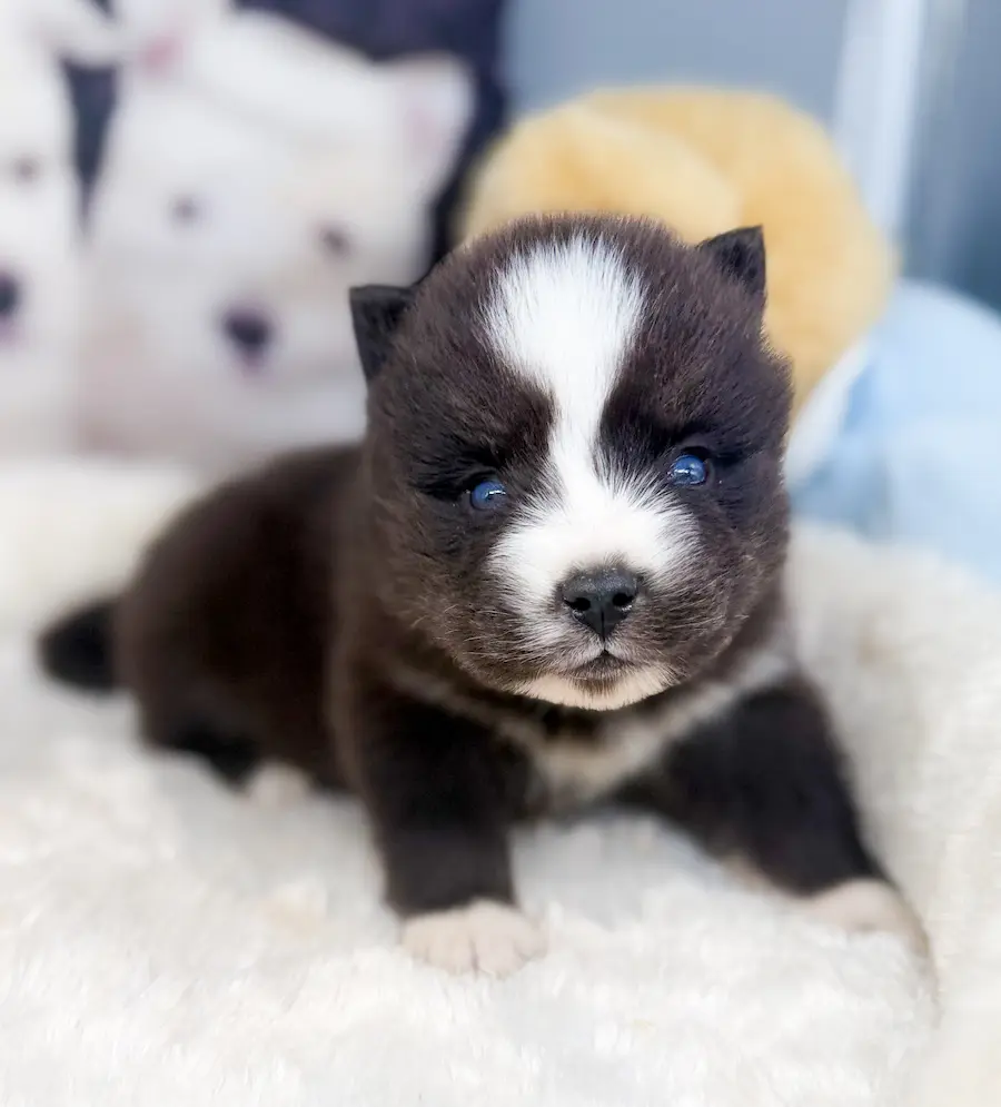 chiot pomsky yeux bleu