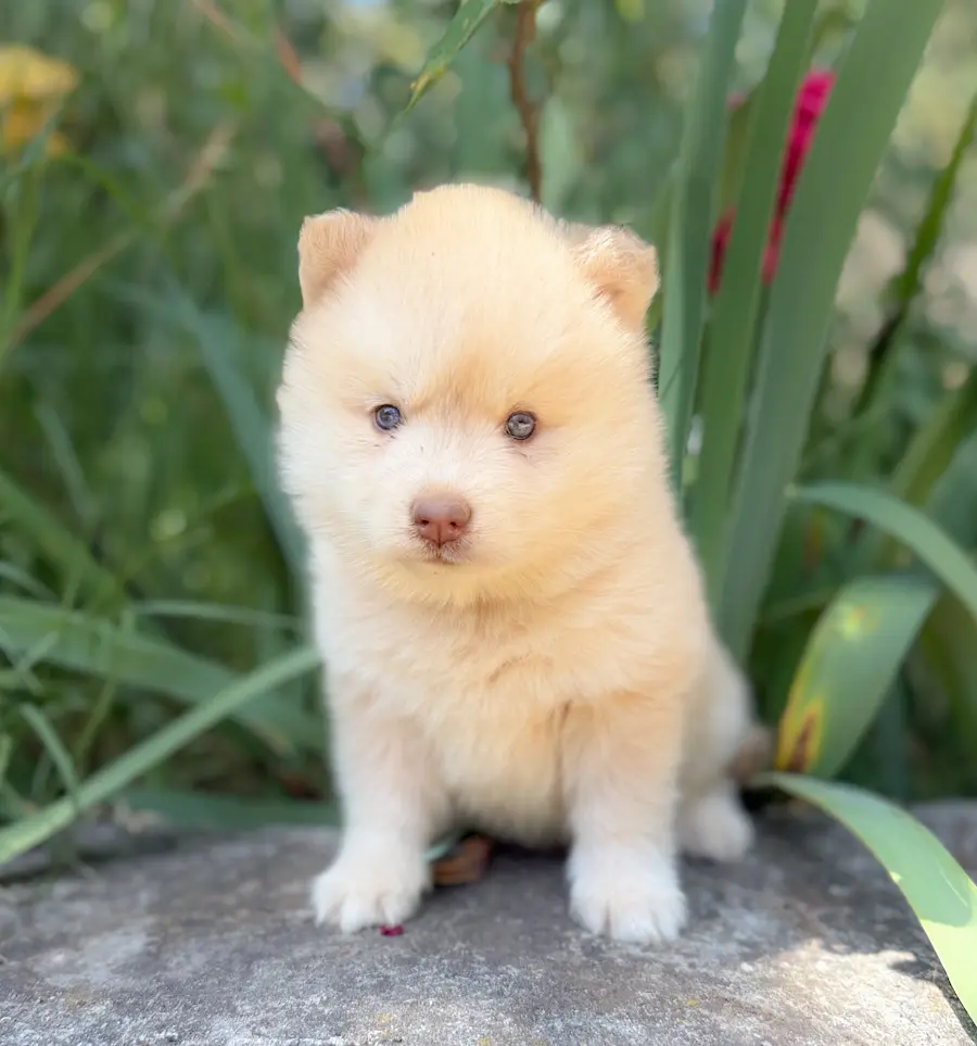 nala