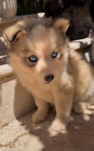 chiot pomsky gris loup