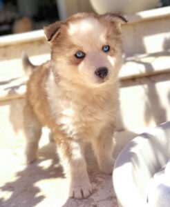 chiot gris loup