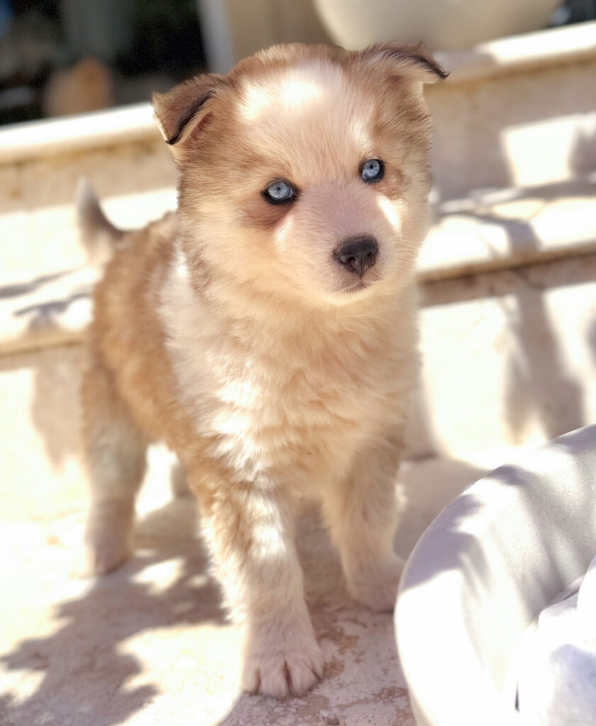 chiot gris loup