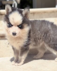 chiot silver