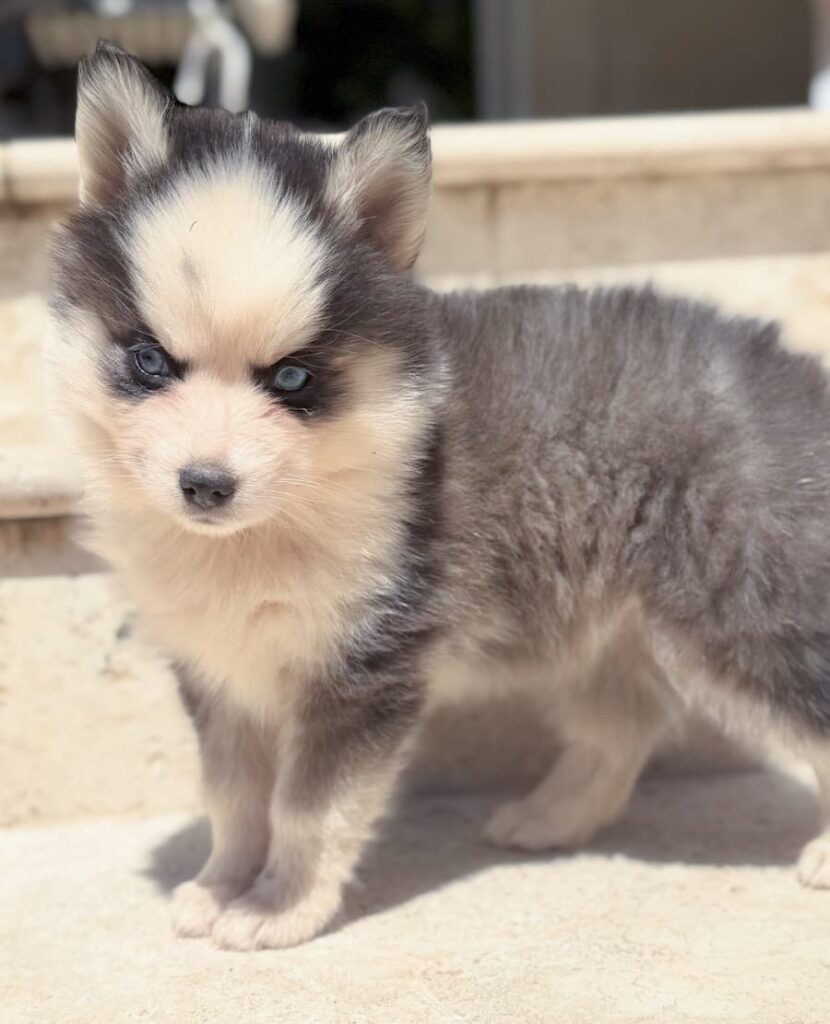 chiot silver