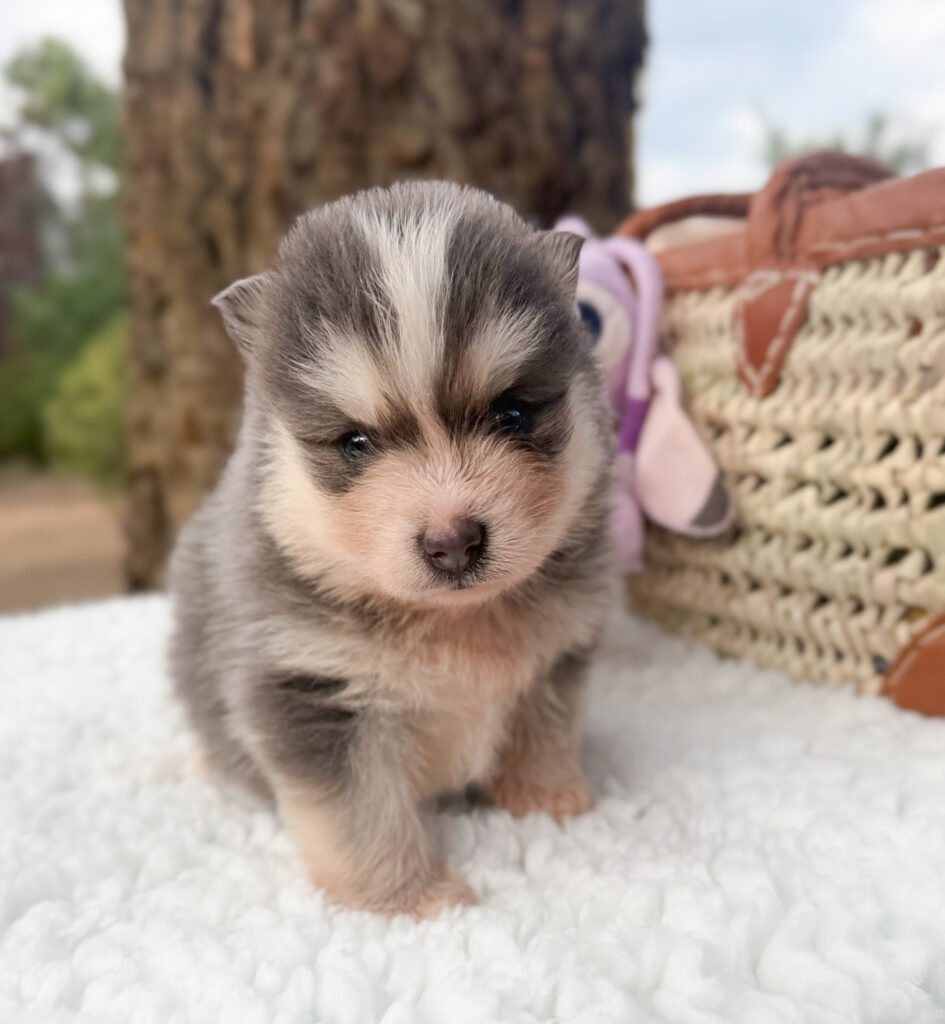 chiot pomsky bleu