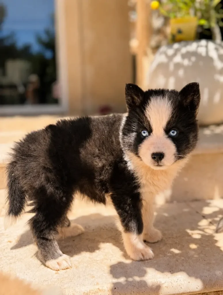 chiot pomsky femelle