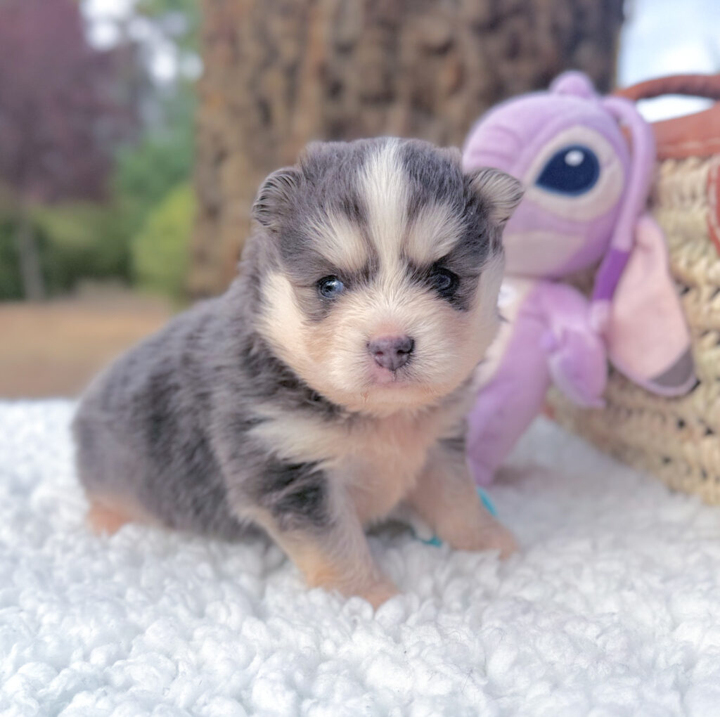 chiot pomsky bleu