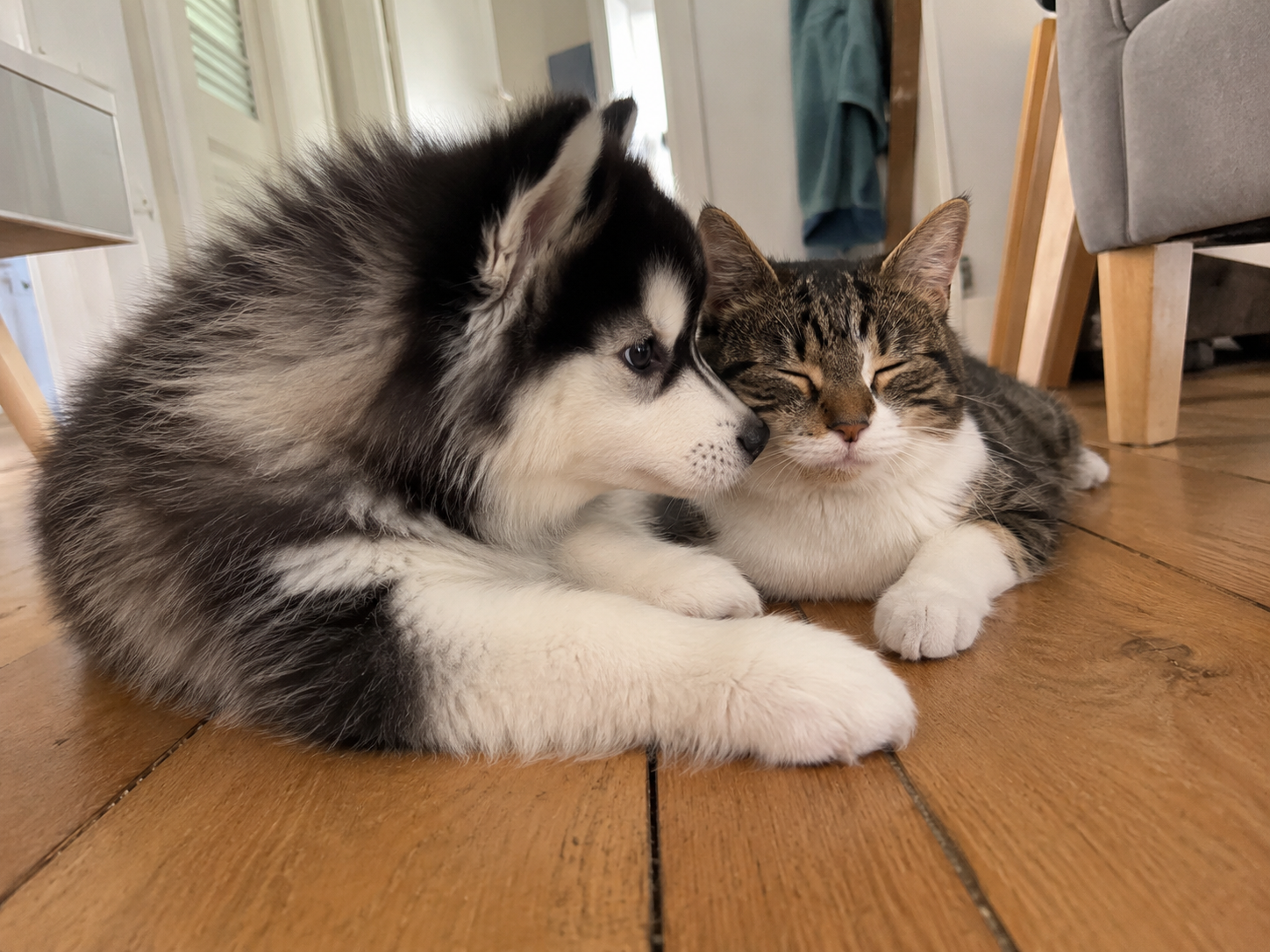Pomsky et chat : une cohabitation possible ?