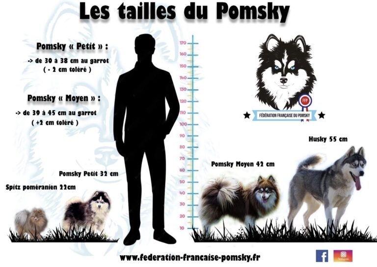 Quelle taille fera mon pomsky adulte?