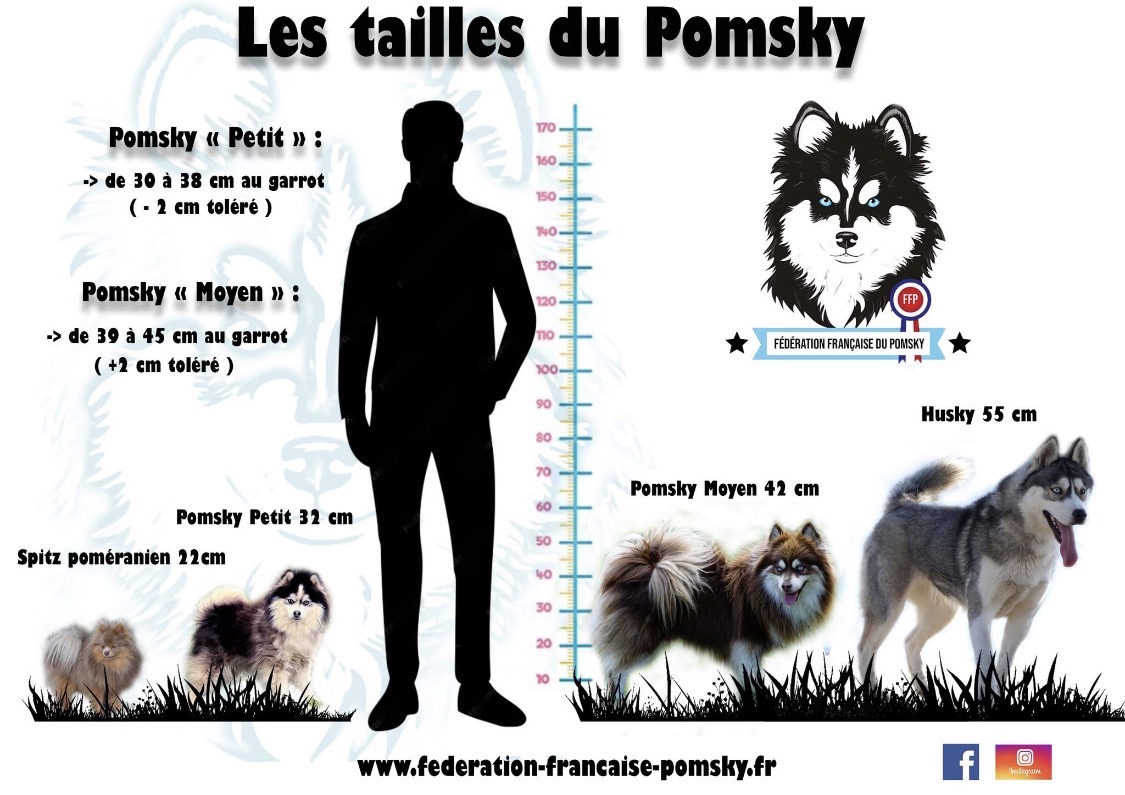 Quelle taille fera mon pomsky adulte?