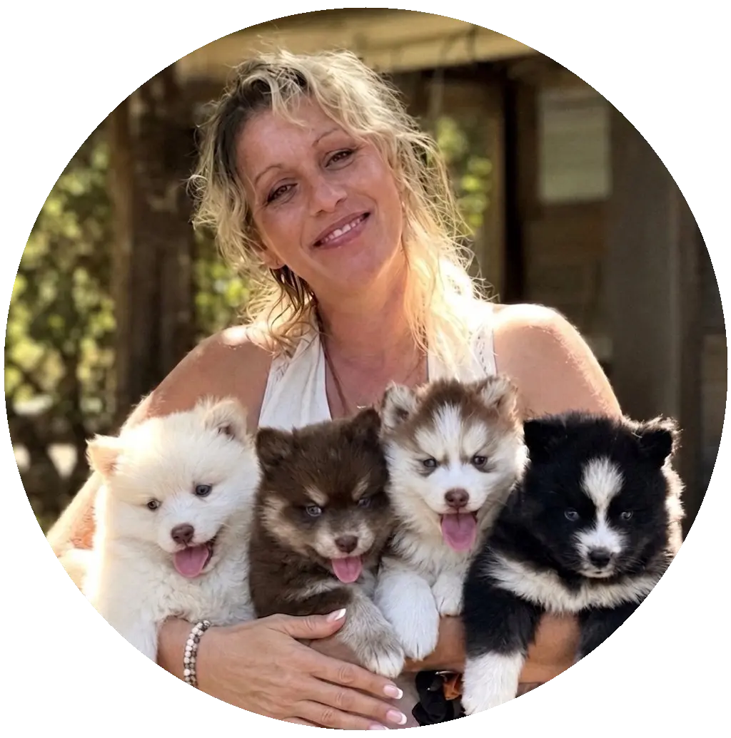 Angélique avec ses chiots Pomsky Little Wolf Angels