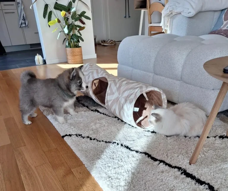 Le Pomsky peut-il vivre en appartement ?