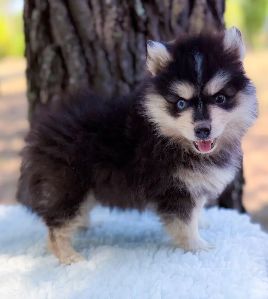 pomsky Bonnie