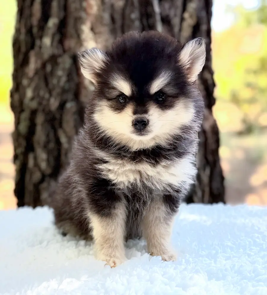 chiot pomsky