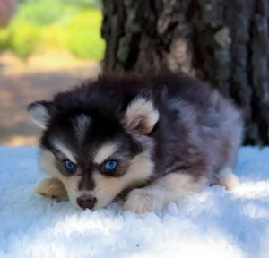 pomsky Betty